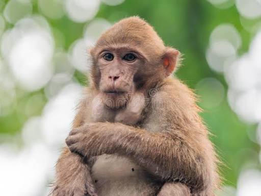 కోతుల బెడద.. గాల్లో కలుస్తున్న మనుషుల ప్రాణాలు