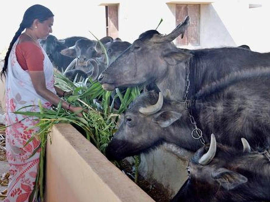 జిల్లాలో పశువుల హాస్టళ్లు