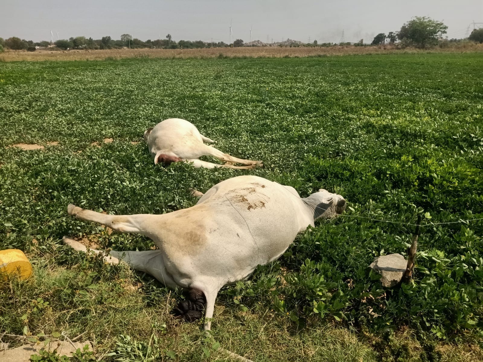 విద్యుత్ వైర్లు తగిలి రెండు ఆవులు మృతి