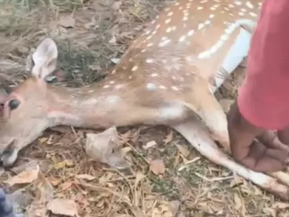 KDP: కారు ఢీకొని జింక మృతి