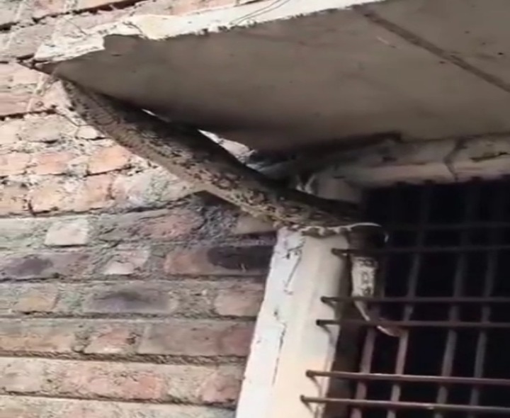 ఇంటి కిటికీలో కొండచిలువ..!