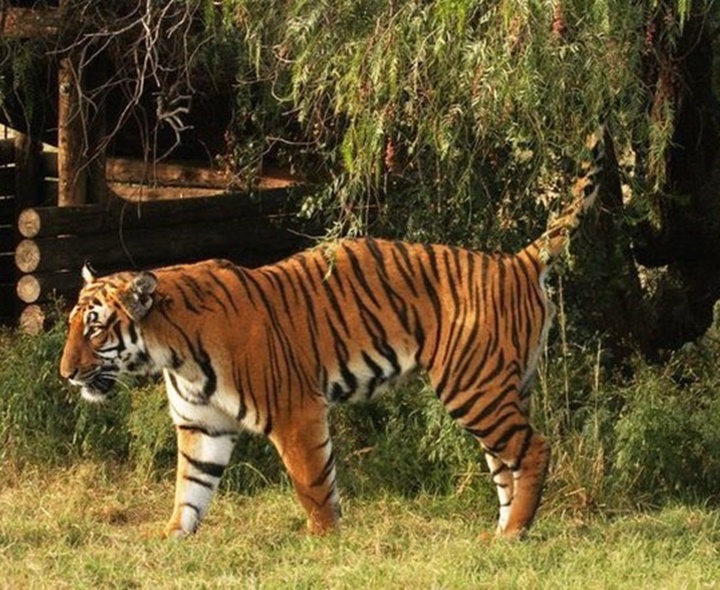 పోలవరం అటవీ ప్రాంతంలో పెద్ద పులి సంచారం