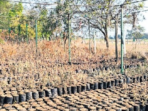 నిర్లక్ష్యం నీడలో నర్సరీ.. ఎండిపోతున్న మొక్కలు