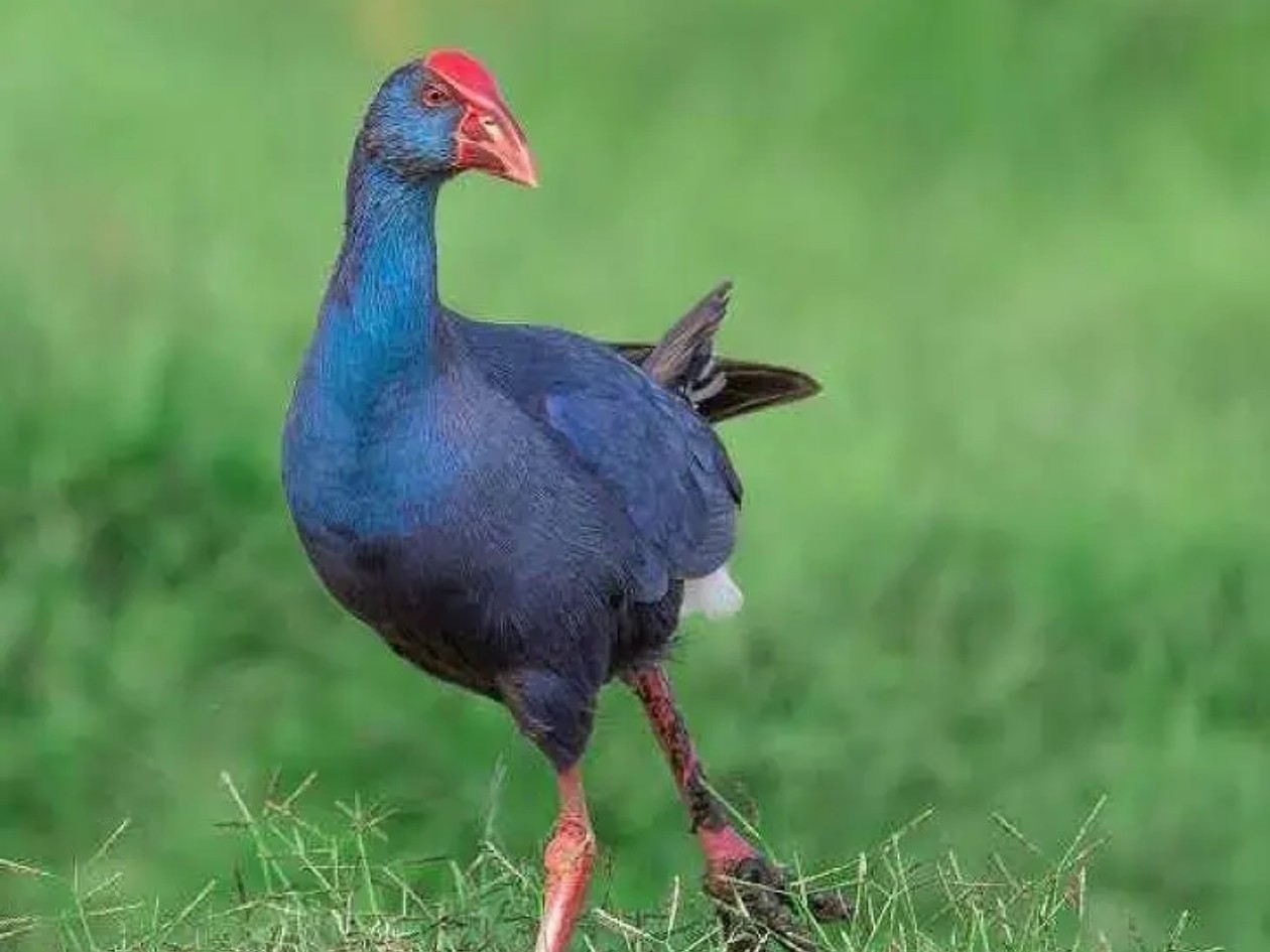 రైతులను తిప్పలు పెడుతున్న పర్ఫాల్ స్వాపెన్ పక్షులు