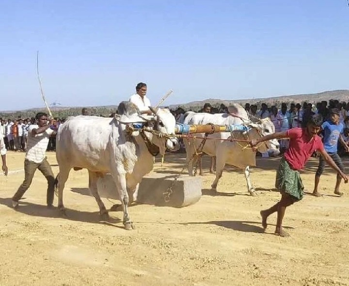 ఈ నెల 28న బండలాగుడు పోటీలు