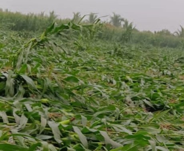 రైతులను నిండా ముంచిన అకాల వర్షం