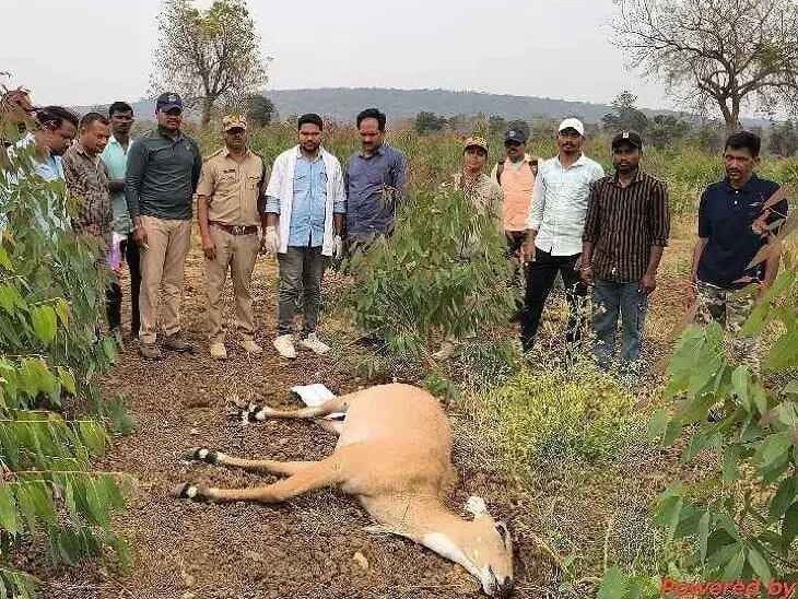విద్యుత్ తీగలకు తగిలి నీల్‌గాయి మృతి