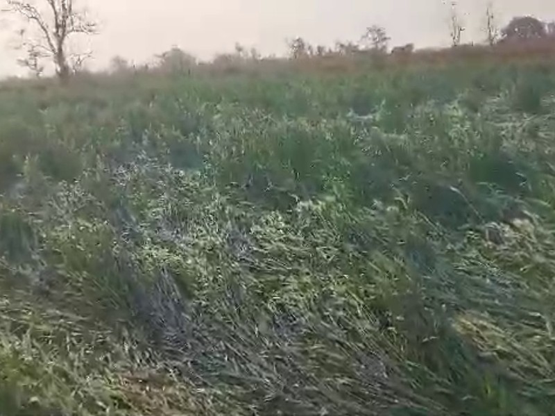 నార్నూర్‌లో నేలకొరిగిన పంట పొలాలు