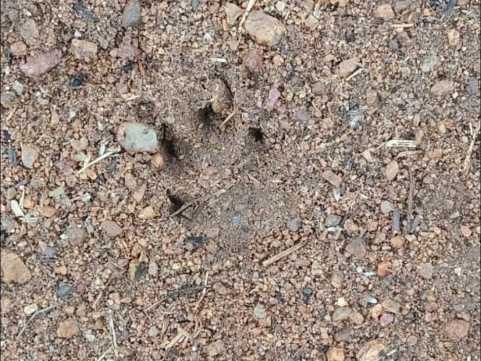 చిరుత పులి సంచారం.. భయందోళలో స్థానికులు