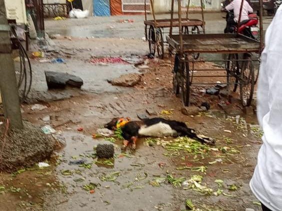 విద్యుత్ షాక్‌తో మేక మృతి