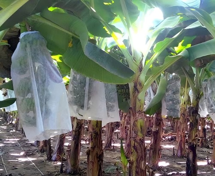 అరటి రైతులకు శుభవార్త..!