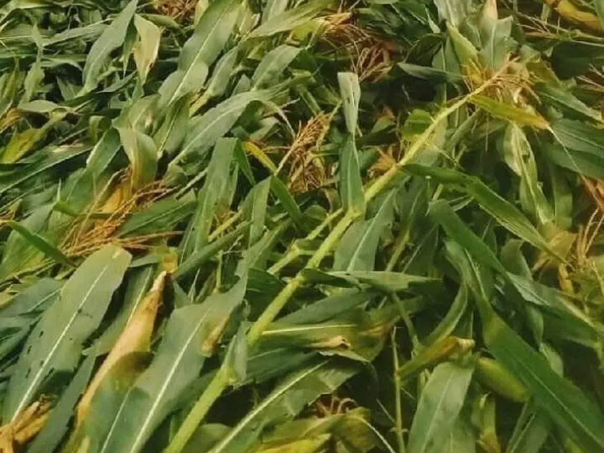 అకాల వర్షం.. అనుకోని నష్టం