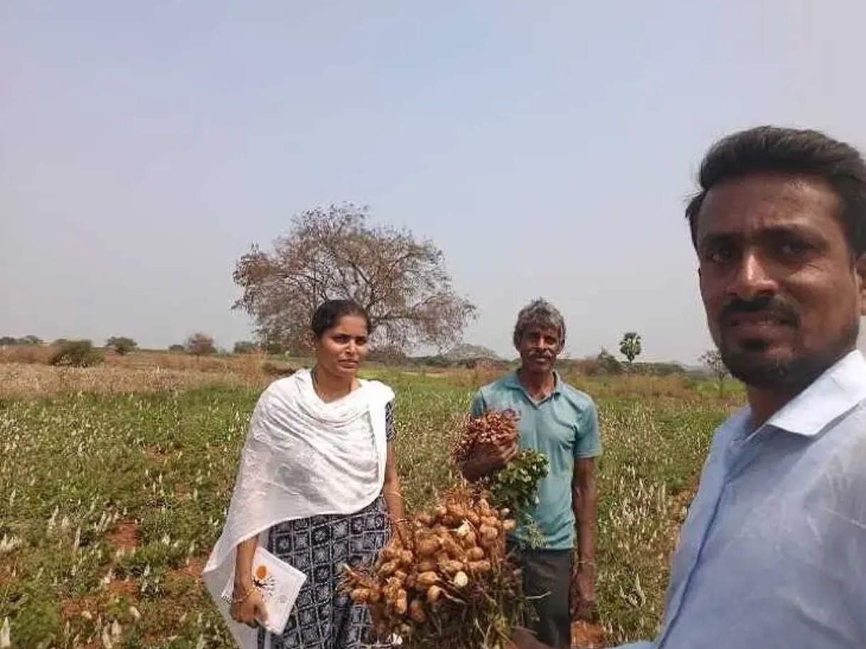 వేరుశనగ పంటల పరిశీలన