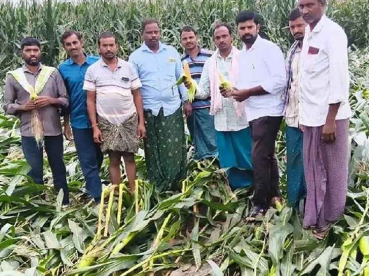 ‘మొక్కజొన్న రైతులకు ఎకరాకు రూ.40 వేలు చెల్లించాలి’