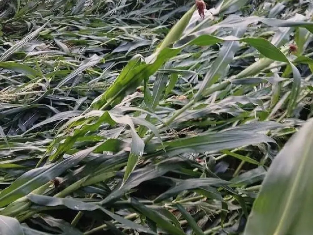 గాలివానకు నేలకొరిగిన మొక్కజొన్న