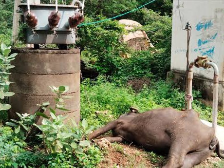 విద్యుదాఘాతంతో గేదె మృతి