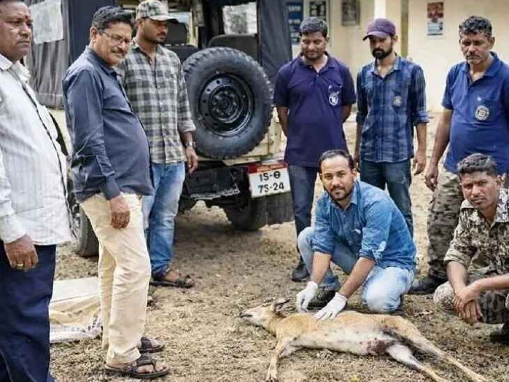 కుక్కల దాడిలో కొండగొర్రె మృతి