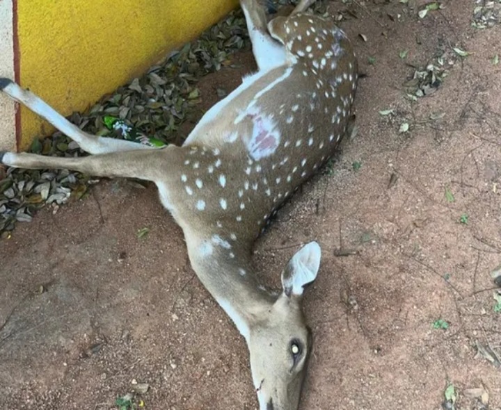 రోడ్డు ప్రమాదంలో జింక మృతి