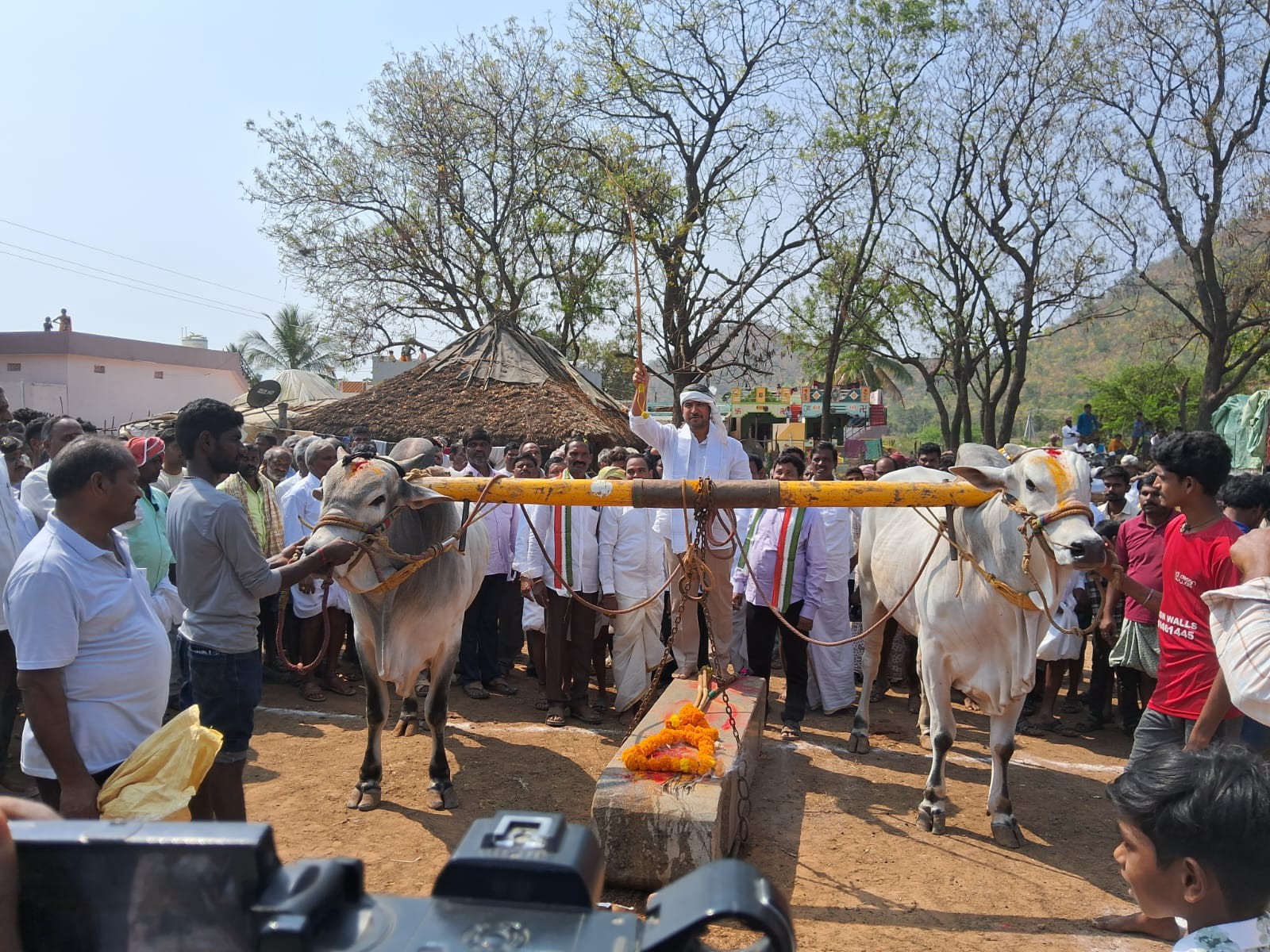 ‘బొమ్మిలింగంలో ఎడ్ల పందేలు పోటీలు’