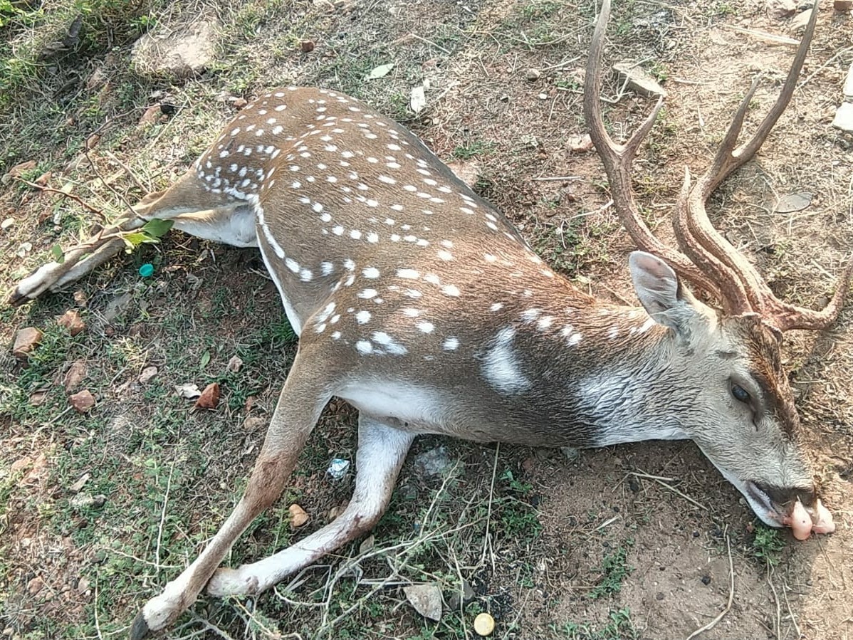 దుప్పిని ఖననం చేసిన ఫారెస్టు అధికారులు