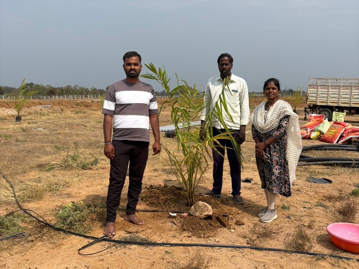 120 ఎకరాలు ఆయిల్ ఫామ్