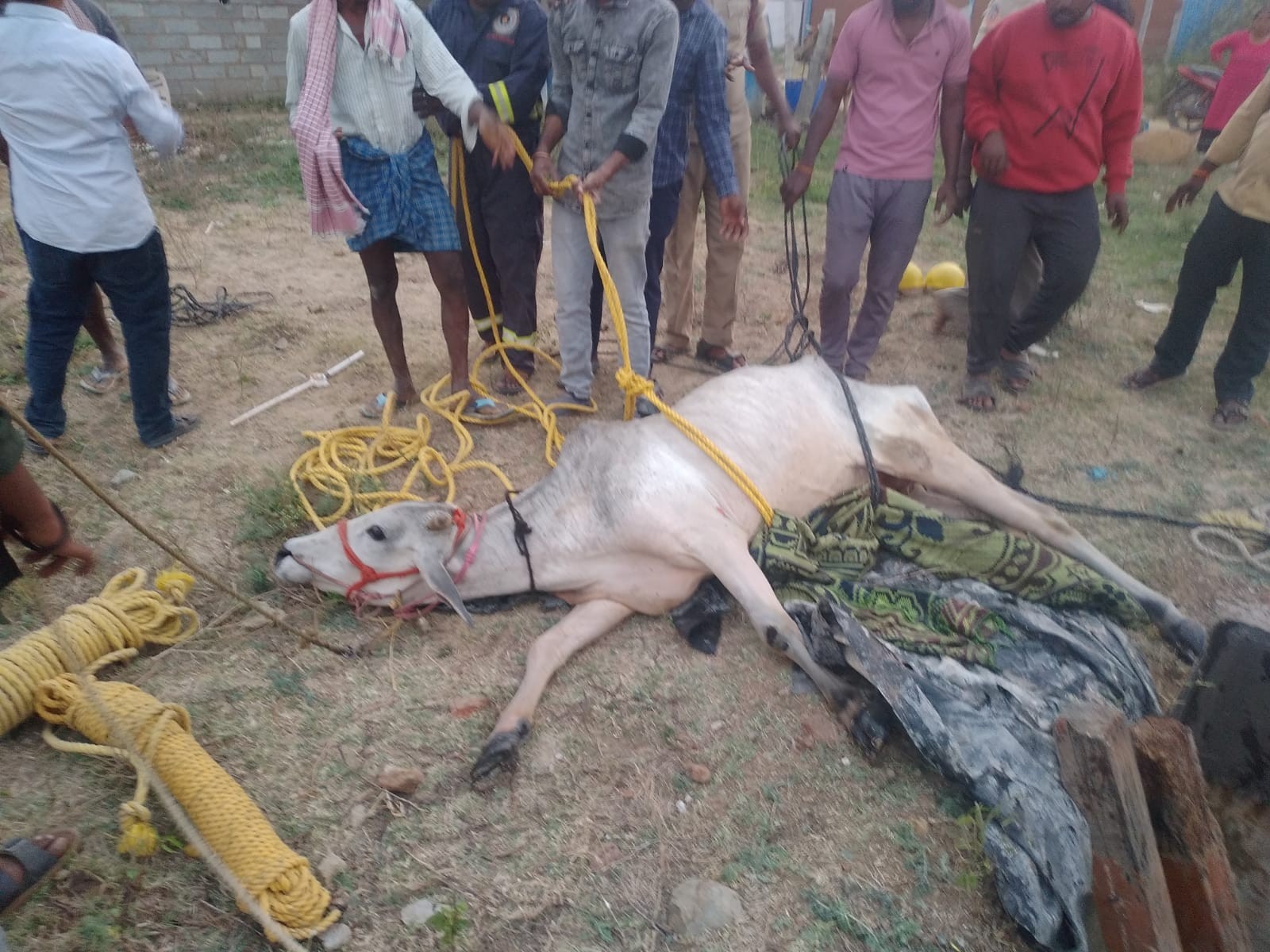 నీటి సంపులో పడిపోయిన ఆవును రక్షించిన అగ్నిమాపక శాఖ