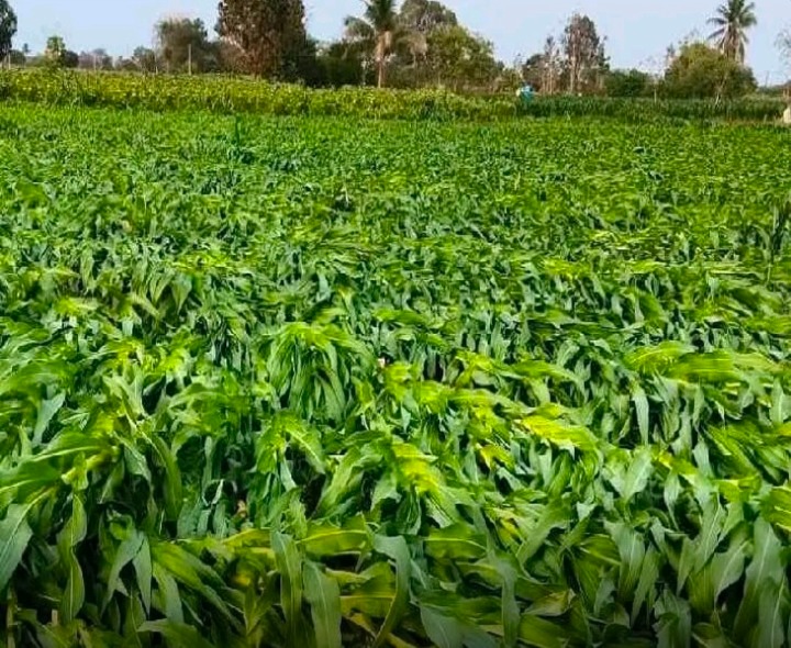 3,887 ఎకరాల్లో పంట నష్టం