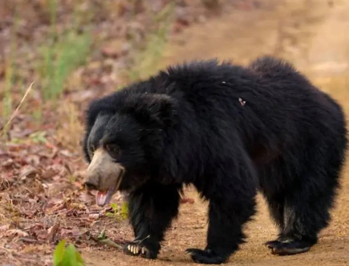 ఎలుగుబంటి సంచారం కలకలం