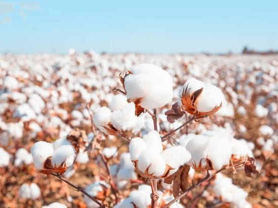 ఉమ్మడి జిల్లా రైతులకు హెచ్చరిక..!