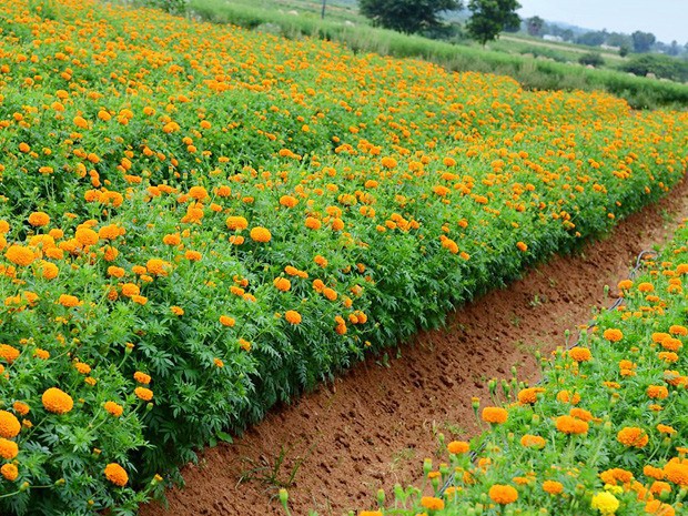 ధర లభించకపోవడంతో చామంతి రైతుల ఆవేదన