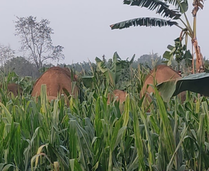 కొమరాడ మండలంలో ఏనుగుల గుంపు