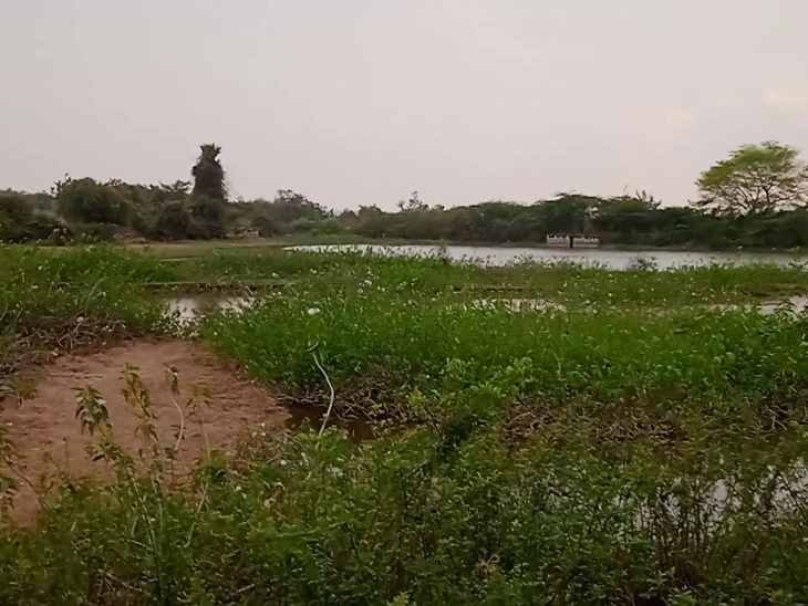 చెరువుల్లో లొట్టాపీచు పెరుగుదలపై స్థానికుల ఆందోళన