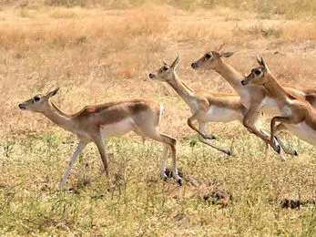 జింకలతో రైతుల బెంబేలు