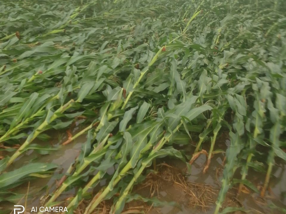 అకాల వర్షం.. అన్నదాతలకు తీవ్ర నష్టం