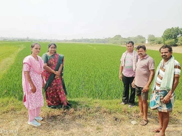 వరి పంటలపై ఏవో హెచ్చరిక