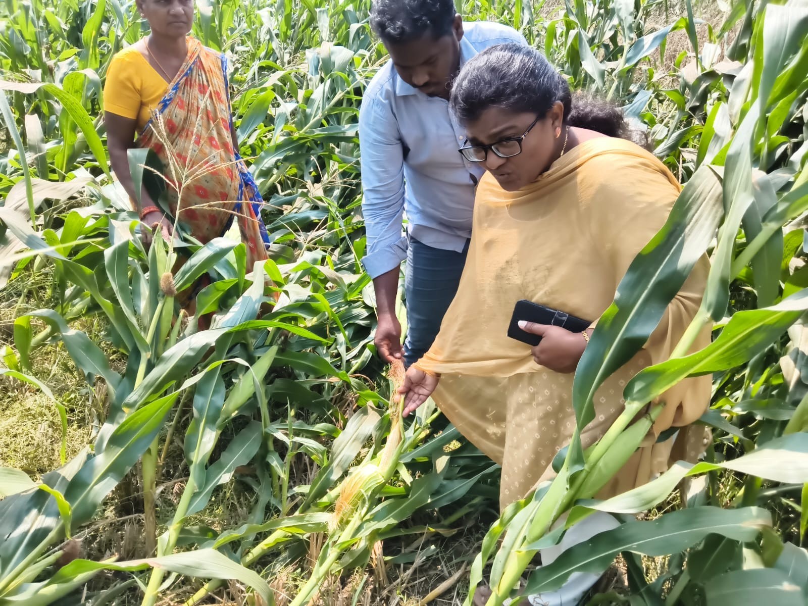 ఈదురు గాలులకు నేలకొరిగిన పంట