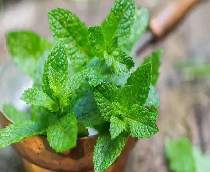 పుదీనా ఆకుతో అద్భుత ప్రయోజనాలు
