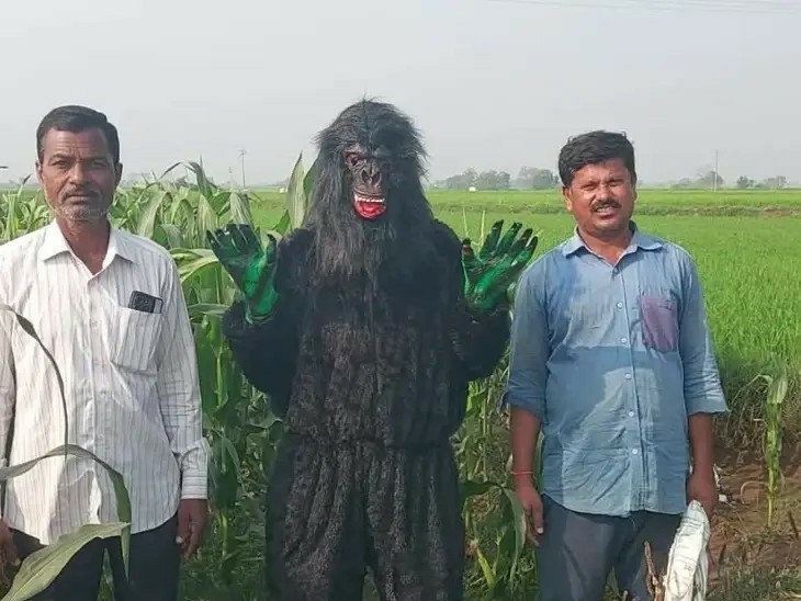 కోతులపై చింపాంజీ మాస్క్‌‌తో యుద్ధం