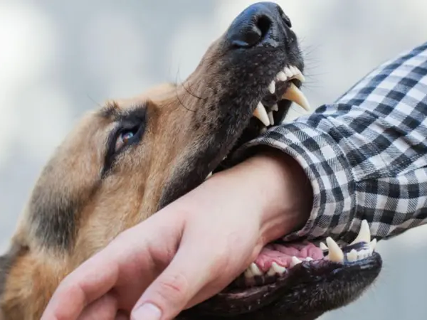 ఆచంటలో పిచ్చికుక్క దాడి