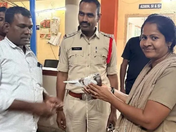 సింగరేణి గనిలో  రేసింగ్ పావురం