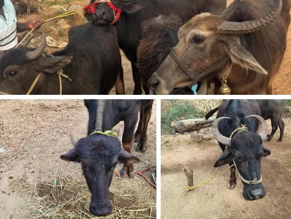 తప్పోపోయిన గేదెలు.. ఆందోళనలో బాధితులు