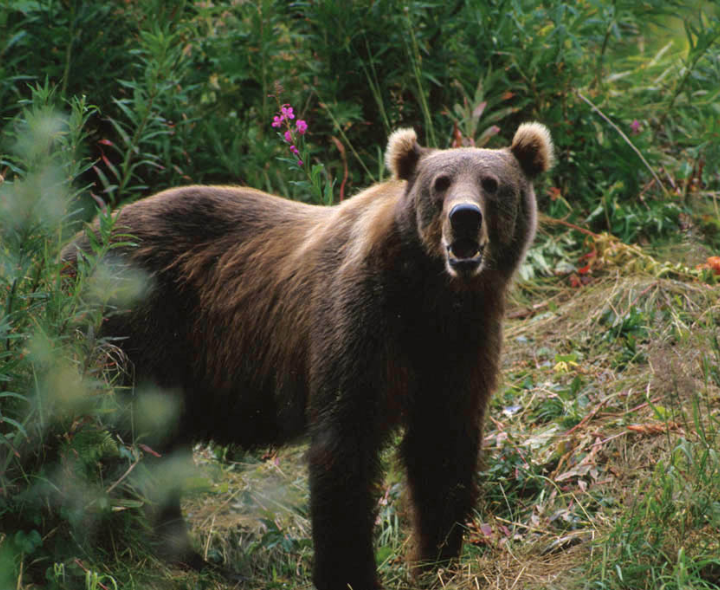 పొలాల్లో ఎలుగుబంటి.. భయాందోళనలో రైతులు