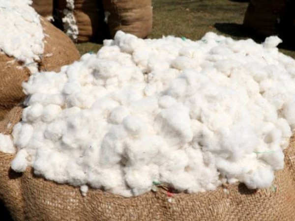 నేటితో ముగియనున్న పత్తి కొనుగోళ్లు