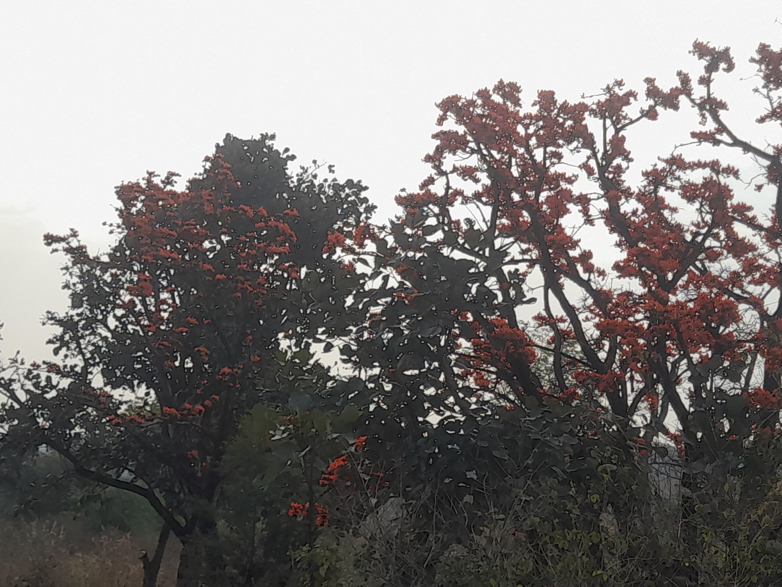 మోదుగు జ్వాలలు.. హోలీకి రంగుల స్వాగతం!