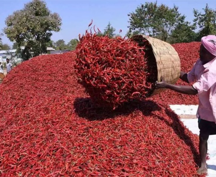 జిల్లా మిర్చికి విదేశాల్లో భారీ డిమాండ్