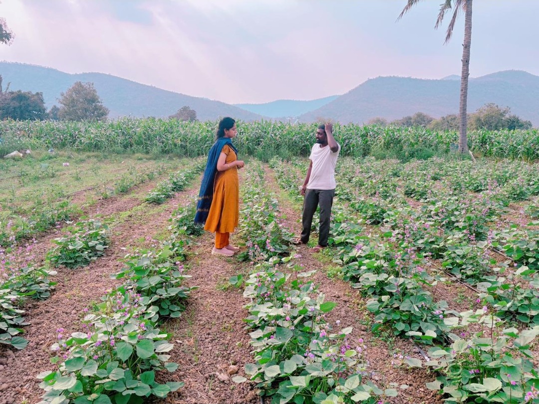 కొమరోలులో చిక్కుడు పంటను పరిశీలించిన అధికారి