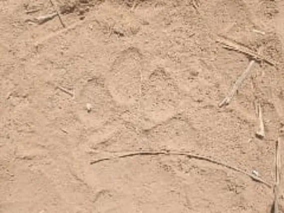 సిద్ధవటంలో చిరుత సంచారం..!