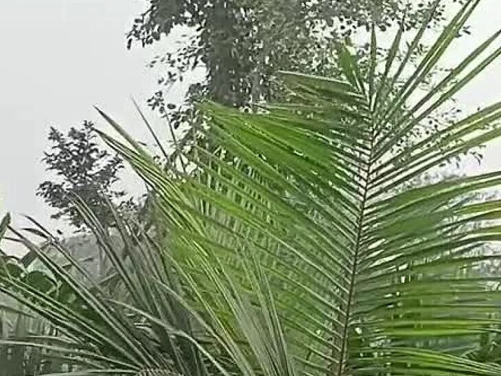 ఆయిల్‌పామ్ రైతులకు ‘తెల్లదోమ’ సెగ