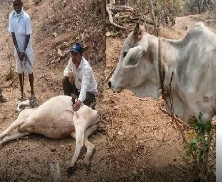 ఆవుల మందపై పెద్దపులి దాడి