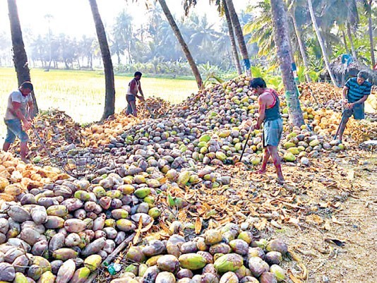తగ్గిన కొబ్బరి కాయ ధరలు.. రైతుల ఆవేదన